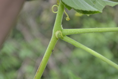 Cyphostemma auriculatum